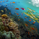 Illustration for article titled BBCs new emGreat Barrier Reef/em documentary serves up some serious eye candy